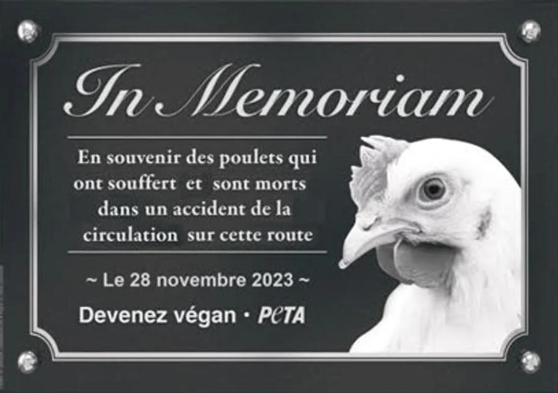 Le mémorial proposé par PETA pour rendre hommage aux 1.000 poulets tués lors de l'accident
