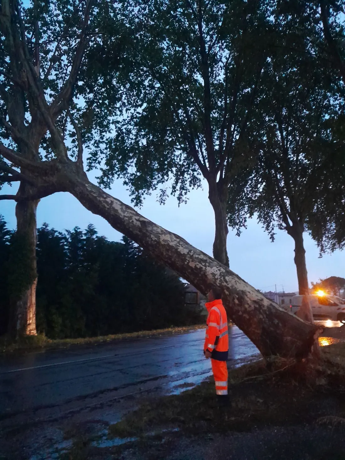 Arbre couché orage Moissac