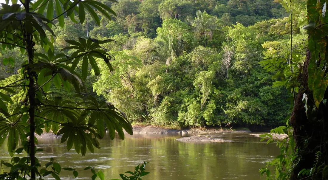 La biodiversité de la Guyane