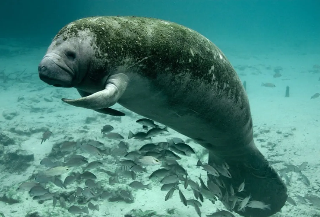 Le lamantin des Caraïbes fait son retour 