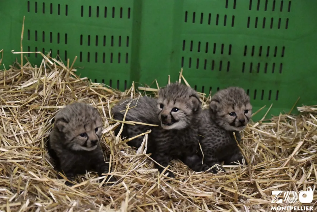 Duma, Djéhuti, et Demba 