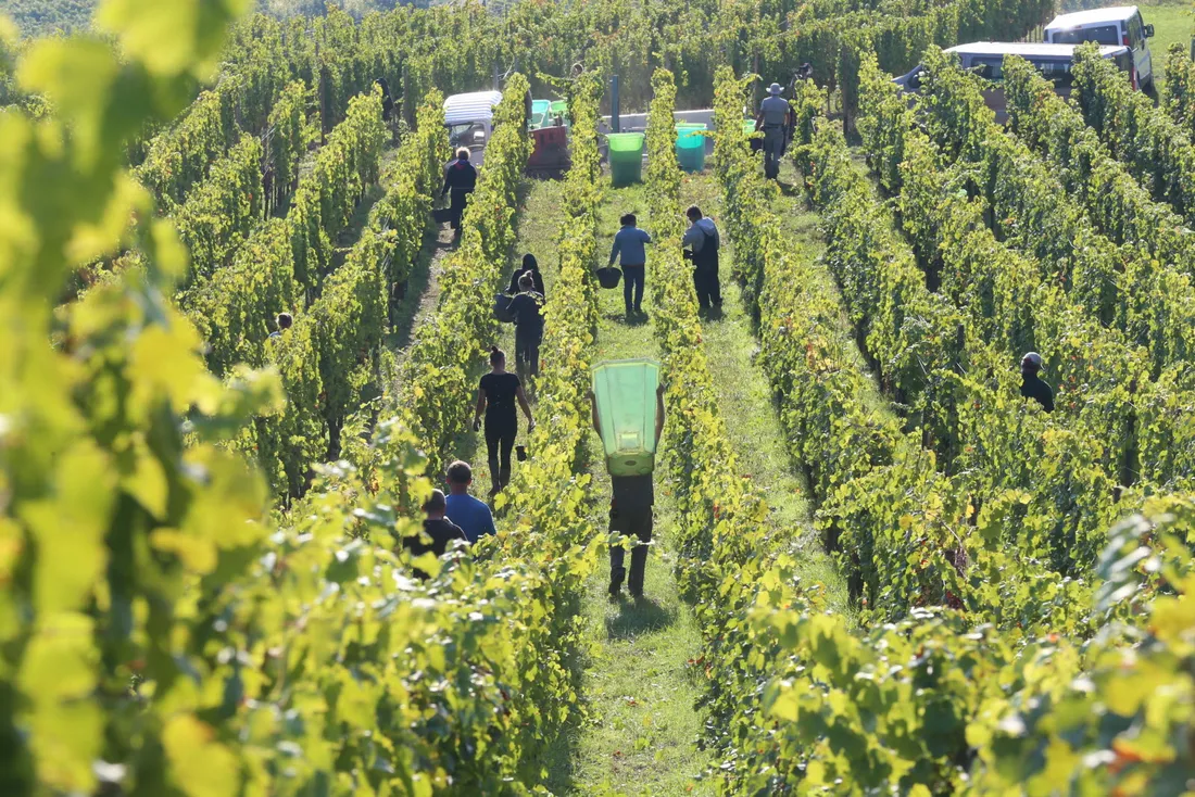 Les vendanges en ce moment.