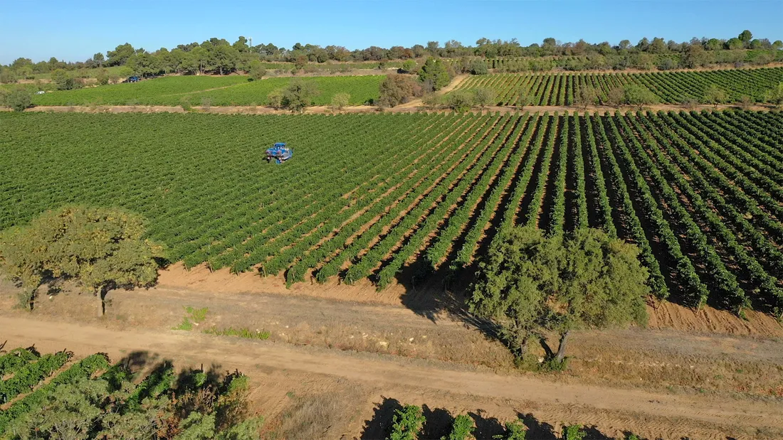 Les Vignes de l'Aude irriguées par les eaux usées