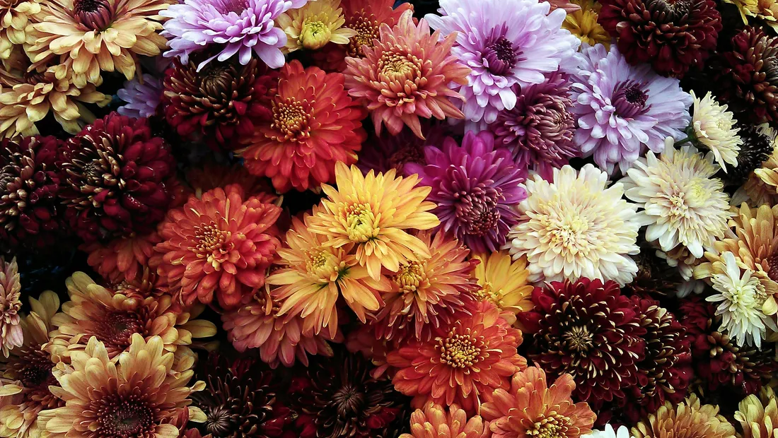chrysanthèmes