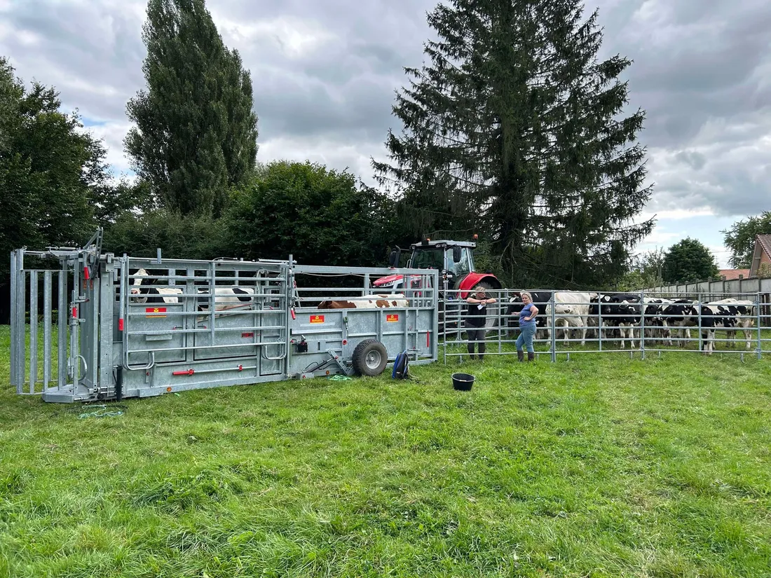 fievre catthrale jc ruffin