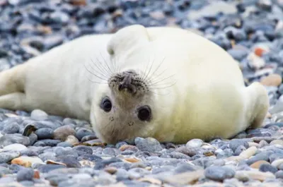 Bébé phoque 