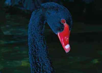 Schöne Welt, wo bist du? - Manfred Willmann