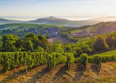 Le réchauffement climatique impacte nos vignobles