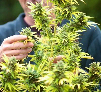 Cannabis à Strasbourg