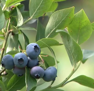  Cinq ressortissants serbes condamnés pour une cueillette excessive de myrtilles en Alsace