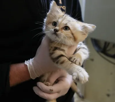 Trois nouveaux-nés chez les chats des sables au zoo de Mulhouse