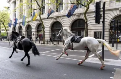 Des chevaux en cavale à Londres