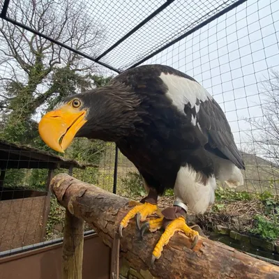 Pygargue Steller volerie aigles 2022