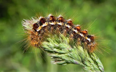 Chenille papillon Cul-Brun forêt feuille verdure