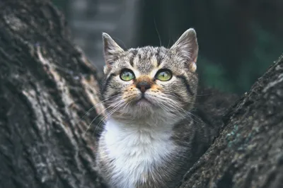 La SPA suspend l'accueil de chats tout l'été