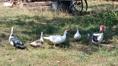 L'épizootie d'influenza aviaire prise très au sérieux en Centre-Val...