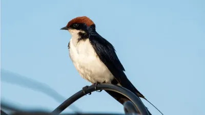 Une soirée pour les amoureux de la nature à Luisant