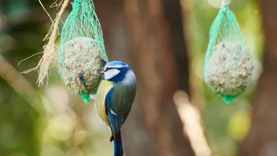 URGENCE ANIMAL AVEC L'ARPA 47 À BOÉ - CONSEILS POUR NOURIR LES...