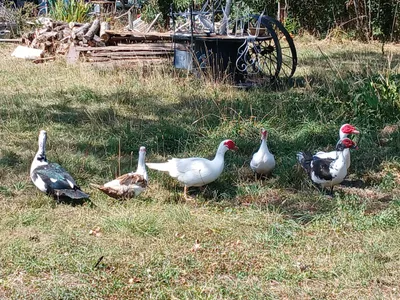 L'épizootie d'influenza aviaire prise très au sérieux en Centre-Val...
