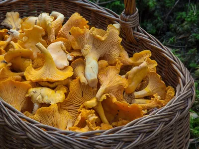 Comment identifier les champignons ?