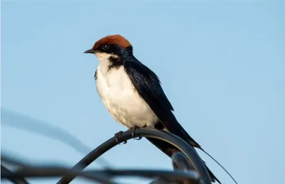 Une soirée pour les amoureux de la nature à Luisant