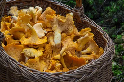 Comment identifier les champignons ?