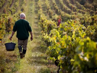 La fusion entre Bestheim et Wolfberger avortée : deux géants du vin...