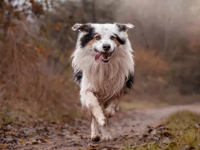 Occitanie : Voici le Top 3 des chiens préférés… Et leur coût