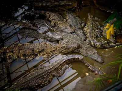 Halloween : Des vacances venimeuses à la Ferme aux Crocodiles !