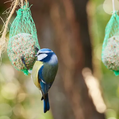 URGENCE ANIMAL AVEC L'ARPA 47 À BOÉ - CONSEILS POUR NOURIR LES...