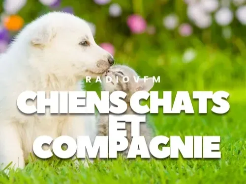 Chiens Chats Et Compagnie - 03 11 2025