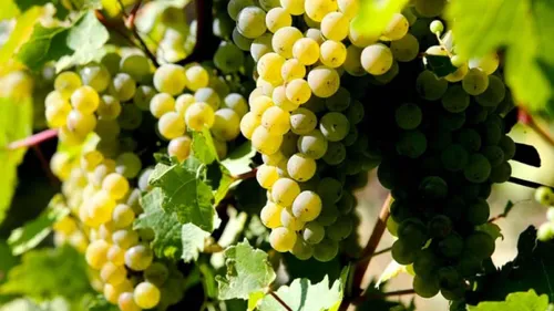 Début du recrutement pour les vendanges en Alsace. 