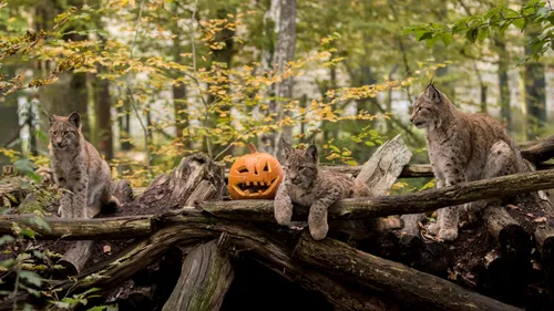 Parc Animalier de Sainte-Croix : une ambiance envoûtante à...