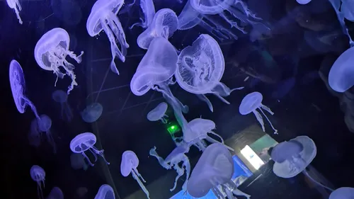 2022 : une année record en fréquentation pour les musées nancéiens