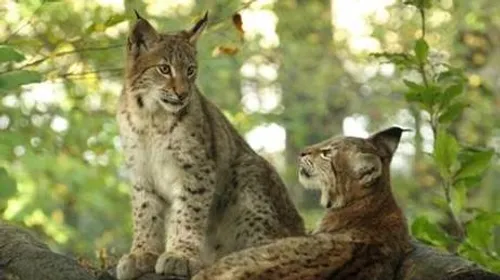 Parc Animalier de Sainte Croix :  un nouveau record de...