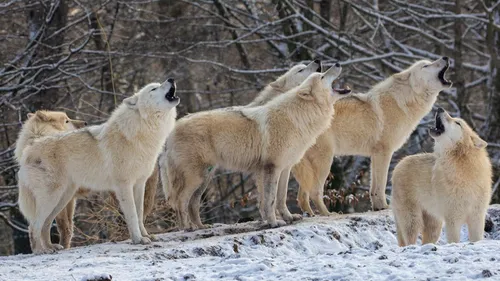 Idée de sortie : 8 nouveaux loups blancs sont arrivés à Sainte-Croix 