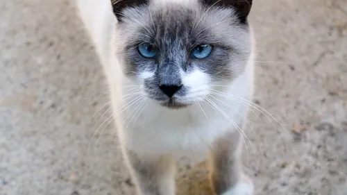 URGENCE ANIMAL AVEC L'ARPA 47 À BOÉ - SULTAN, CHAT SIAMOIS DE 8...