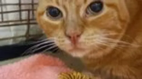 URGENCE ANIMAL AVEC L'ARPA 47 À BOÉ - CHIPIE, PETITE CHATTE ...