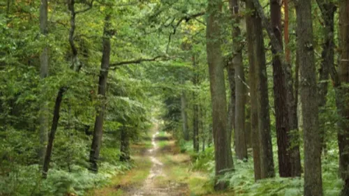 Une forêt protégée située à Sommerau