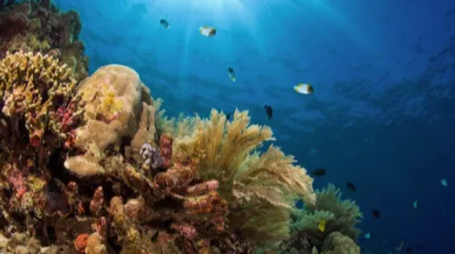 Renaissance du corail en Indonésie : un élan pour la biodiversité