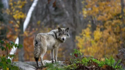 Le loup change de statut, passant de celui d'espèce "strictement...