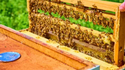 La production de miel pour 2024 s'annonce défavorable
