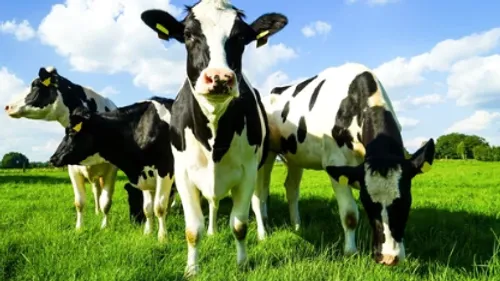 Un drone et plusieurs heures nécessaires pour récupérer dix vaches