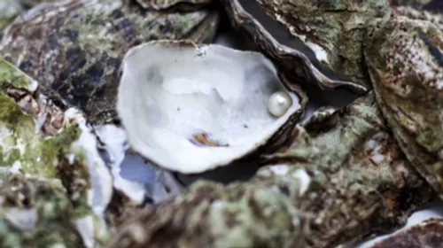 Une (modeste) trouvaille dans une huître