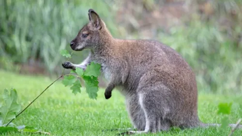 Morbihan : un wallaby en cavale depuis deux mois