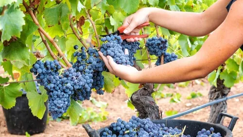 France Travail renforce son dispositif pour la saison des vendanges 