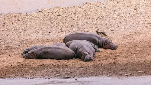 Triste fin pour une partie des hippopotames de Pablo Escobar 