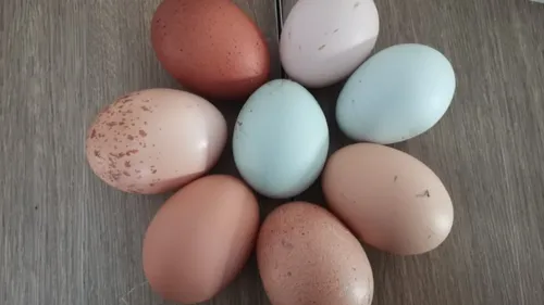 Dans les Ardennes, une vouzinoise élève des poules qui pondent des...