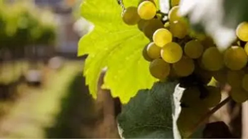 Découvrez les dates des vendanges en Champagne