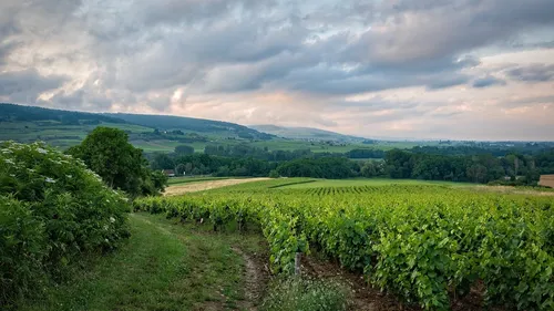 Le corps d'un vendangeur retrouvé.